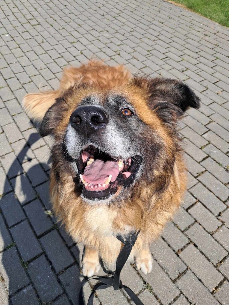 Lumi do adopcji!!
