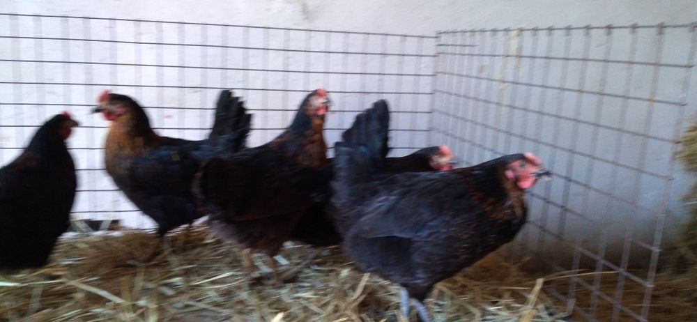 Nioski Rosa 24 tygodnie! Wysyłka od 10 sztuk.