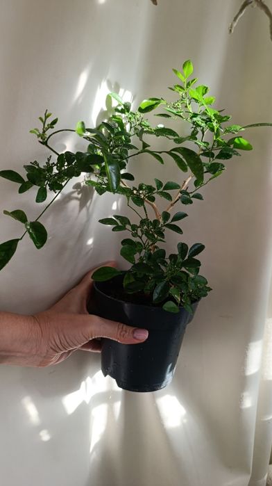 Мурайя з плодами