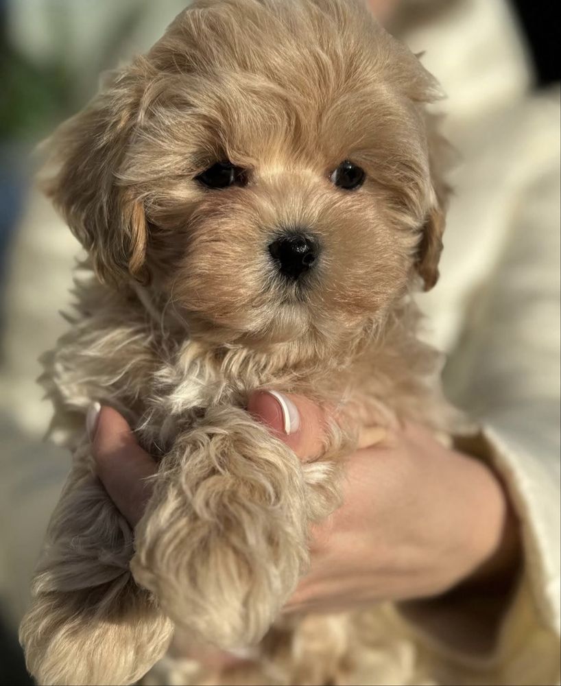 Caniche toy Fêmea