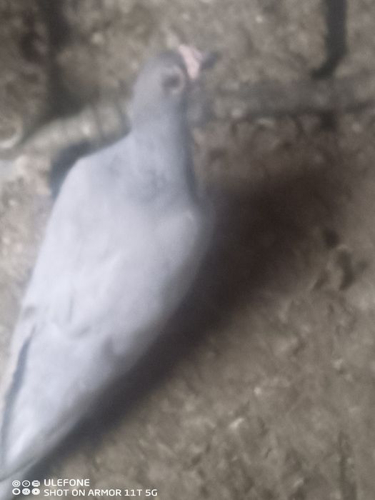 Pombos correio beleza Alemão