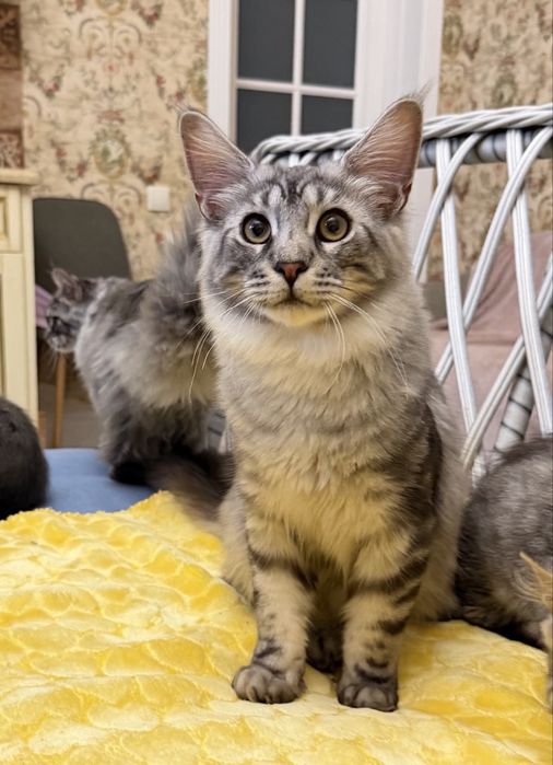 Мейн кун котята - три пушистых богатыря