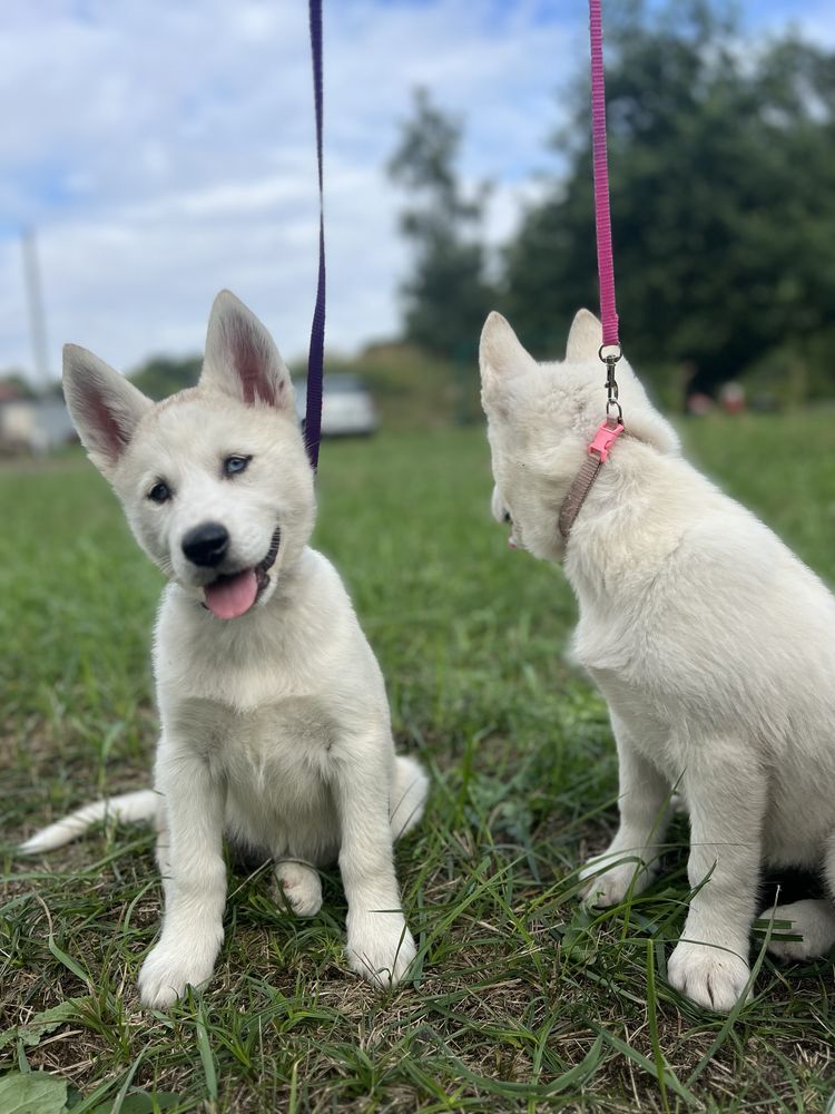 REZERWACJA Husky Siberian/Syberian