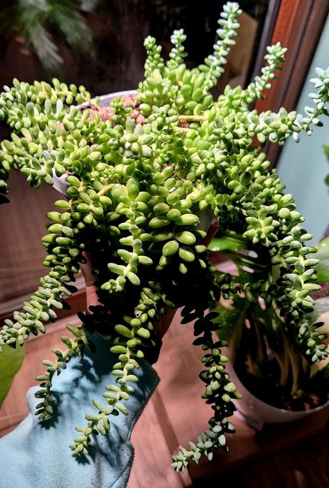 Sedum Burrito/ Rozchodnik Morgana
