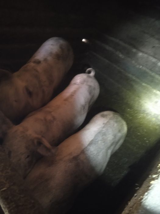 Продам свині живою вагою