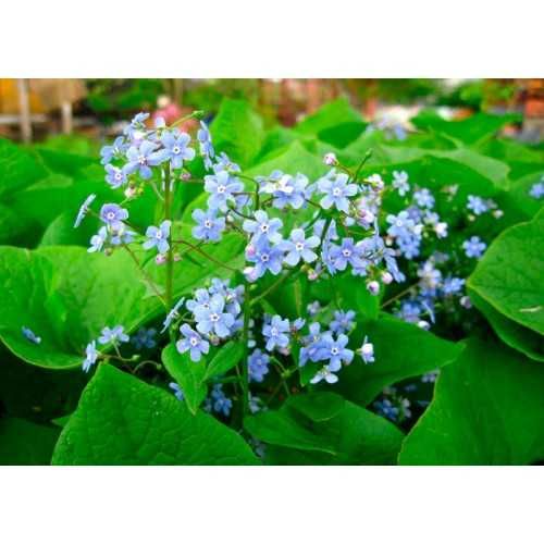 Хости, кам'яні рози, седуми, брунера, фізостегія та багато інших