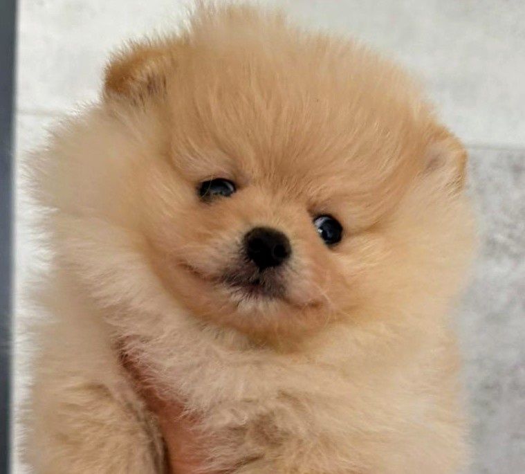 Pomeranian Szpic miniaturowy suczka