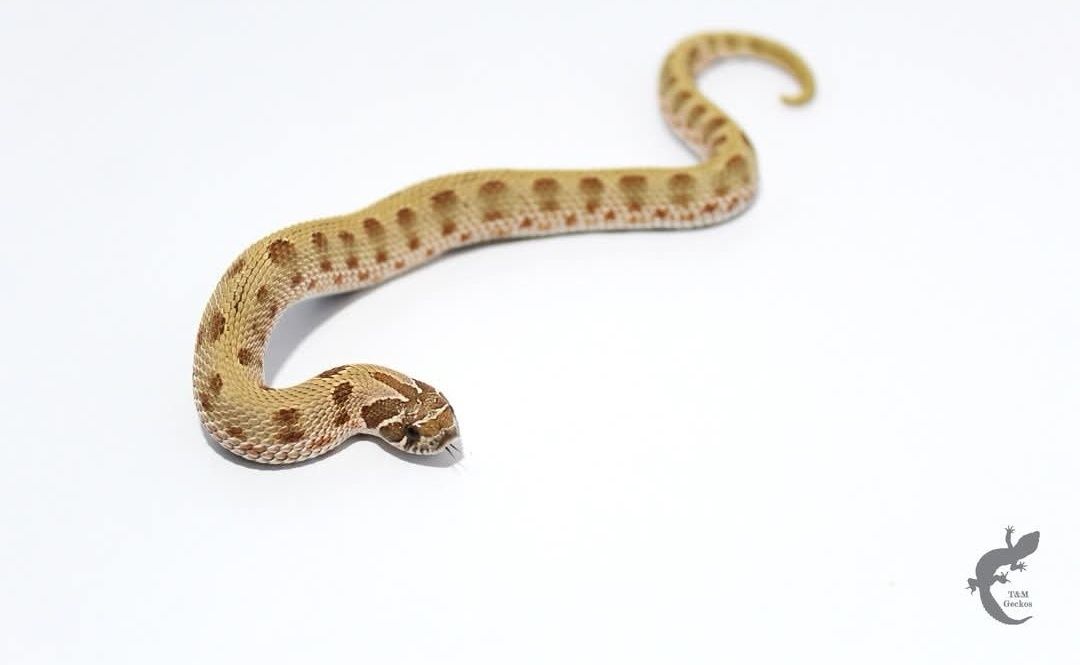 Heterodon zachodni