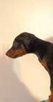 Doberman- piesek