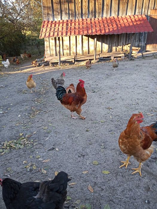 Sprzedam Koguty Brahma, Kochin, krzyżówka nioski