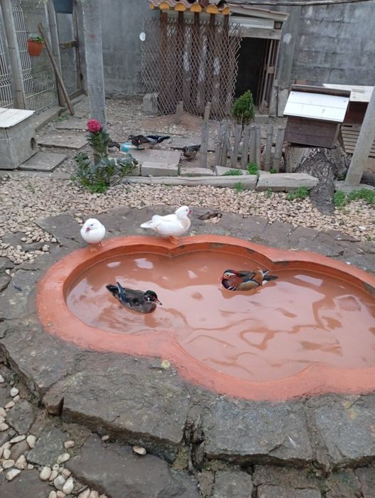 Últimos Patos Carolinos