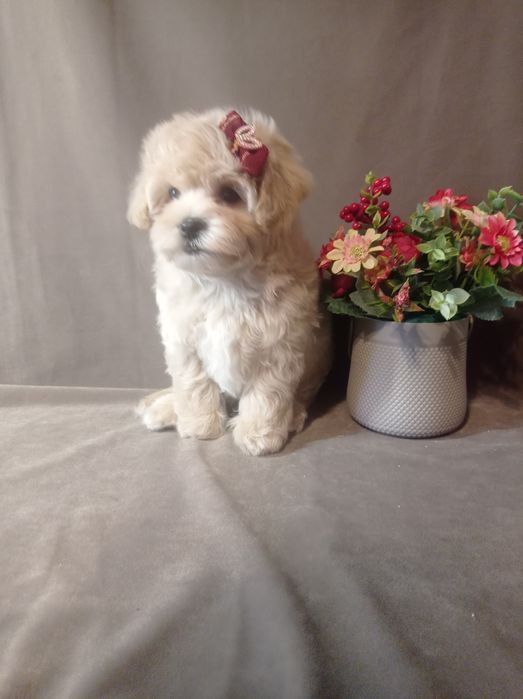 Мальтіпушата красунчики