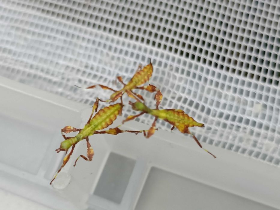 Liśćce Phyllium elegans, mimetyzm jak patyczaki, owady młode, za 20szt