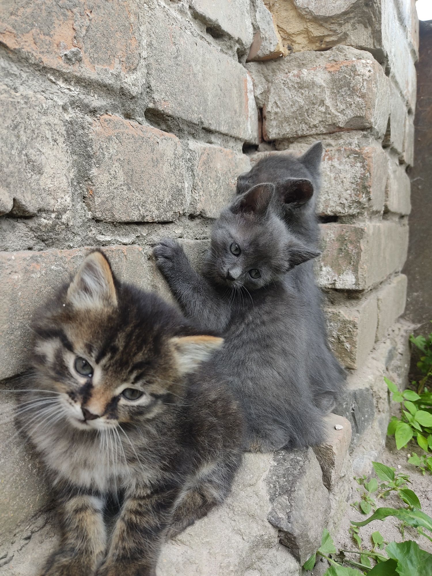 Котики в добрі руки