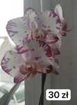 Storczyki. phal.