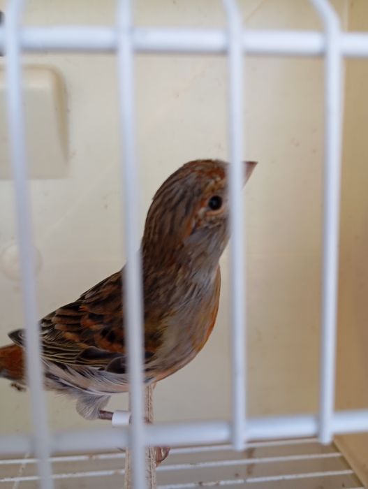 Canários Arlequim Português e Timbrado Espanhol