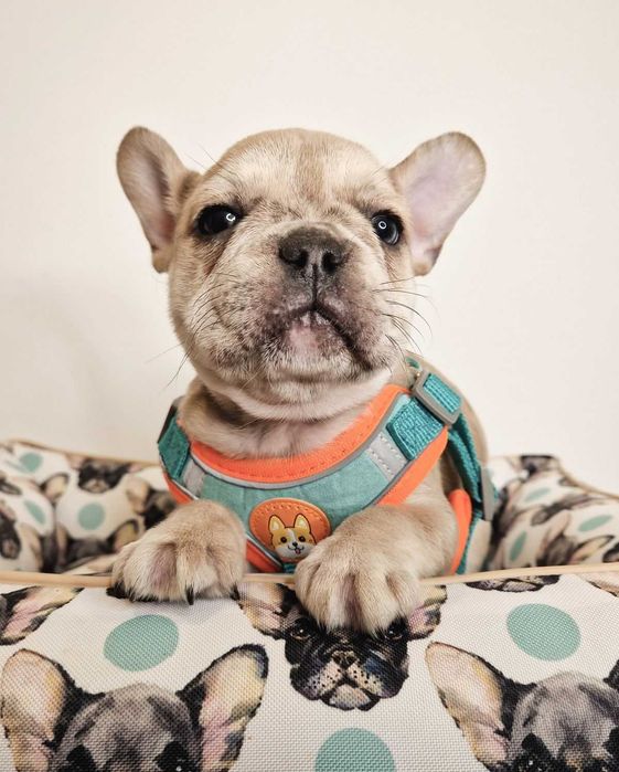 Маленькое счастье! Щенки французского бульдога! Плановая вязка