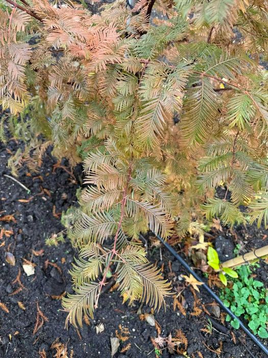 Metasekwoja chińska 6-8, 8-10, 10-12