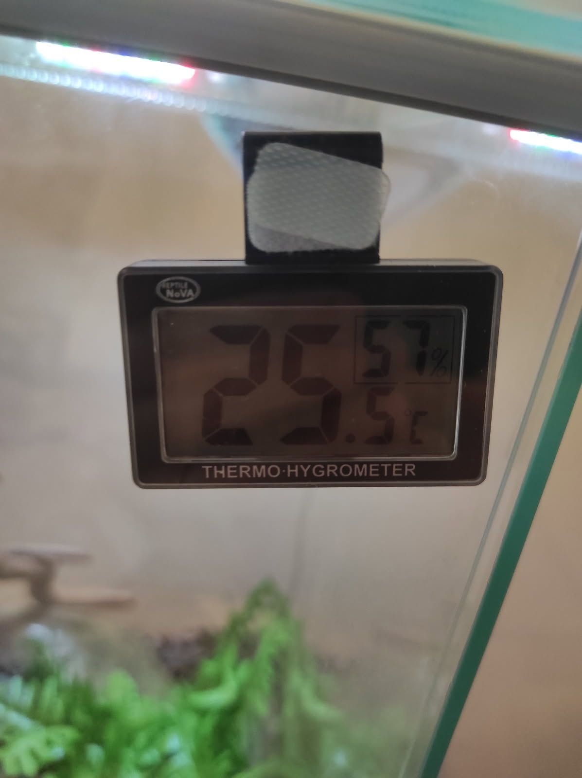 Terrarium z wężem