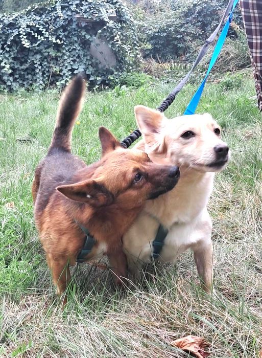 Cudna, przytulaśna, przekochana, wesoła sunia szuka domu