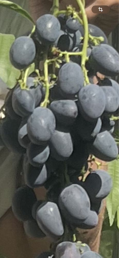Продам недорого саджанці виноград і єжевіки