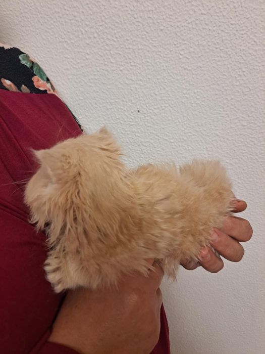 Gatinho persa lindo amarlinho