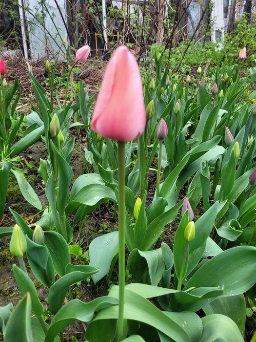 Цибулини  тюльпанів  від 2грн до7грн