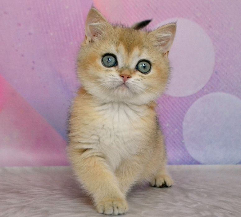 Британська дівчина красуня золота шиншила