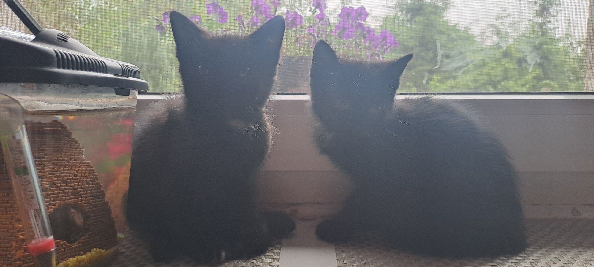 Witam oddam dwa  kocurki w dobre ręce