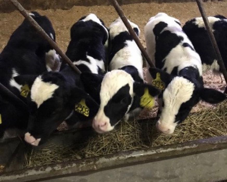 Продам молочных бычков