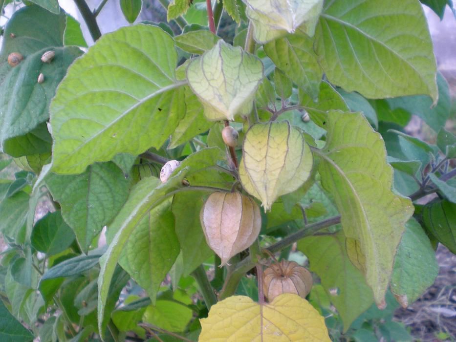 Sementes fruto physalis / tomate-capucho gourmet exótico