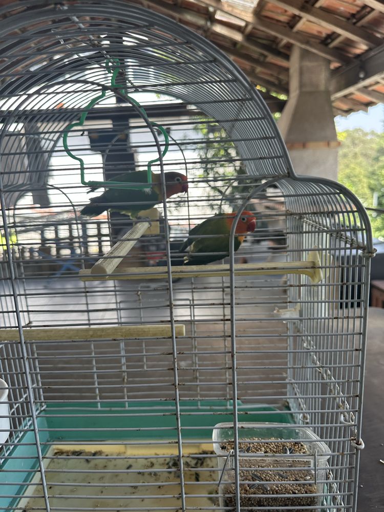 casal agapornis fischer