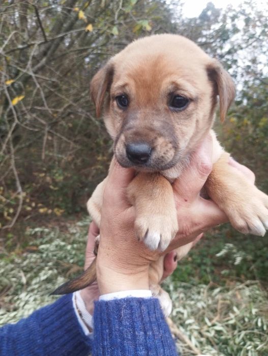 Anabel para adoção muito responsável