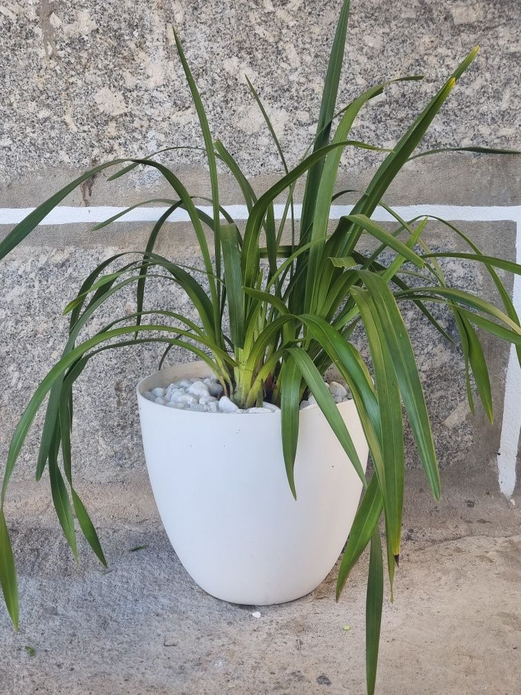 Orquídeas Exterior de várias cores
