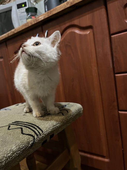 Кошеня , кіт , коти , котик