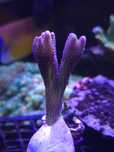Seriatopora hystrix koralowiec akwarium morskie