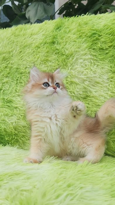 Шотландське кошеня золота шиншила