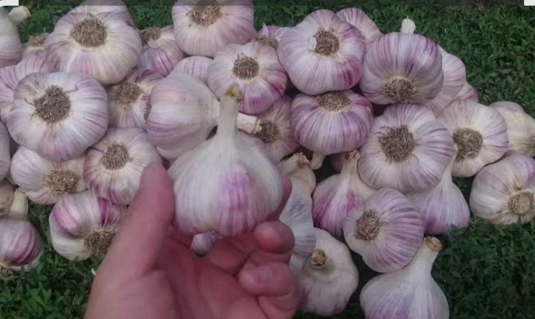 Продам часник сорту Любаша
