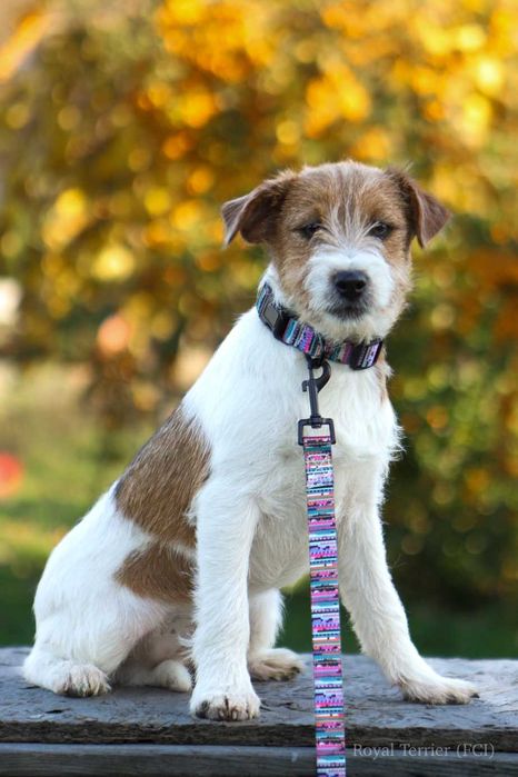 piesek Jack Russell terrier ZKWP/FCI szorstkowłosy
