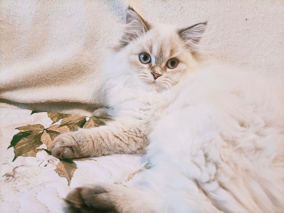 Kot brytyjski kotka długowłosa srebrny dostępna FPL