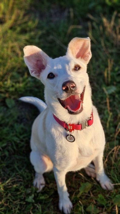 Перетримка та дресура  собак