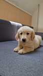 golden retriever  золотистий ретривер