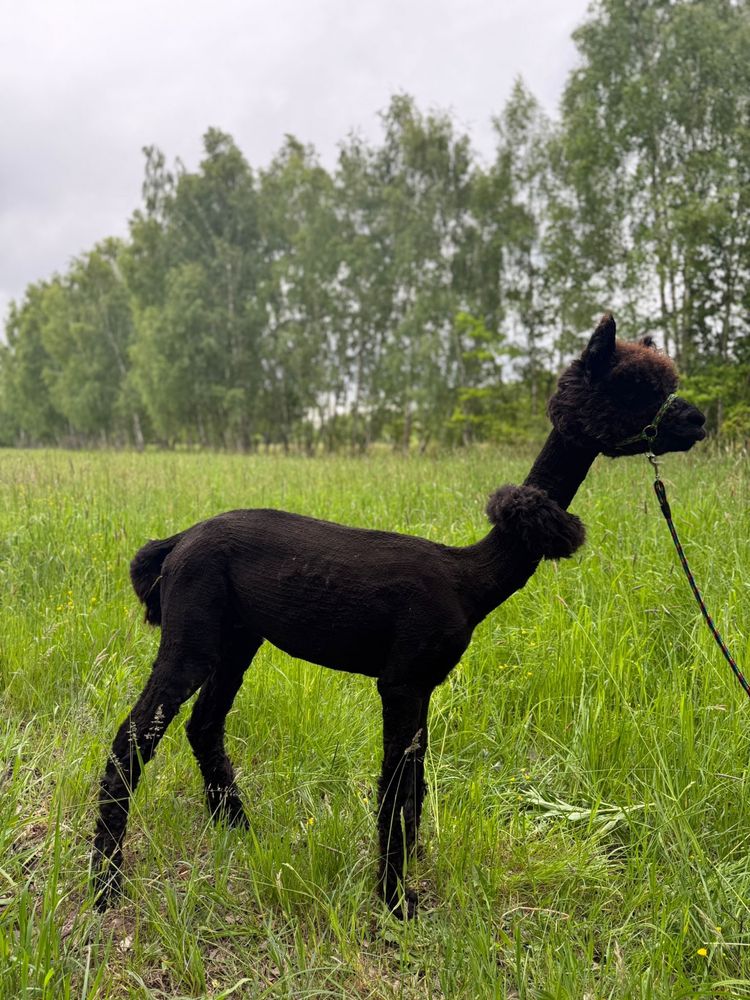 Alpaca alpaka samiec huacaya