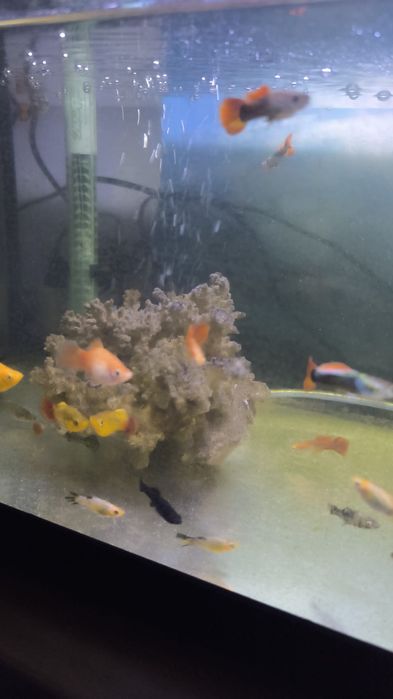 Peixes Jovens Variados - Água doce, fria e quente