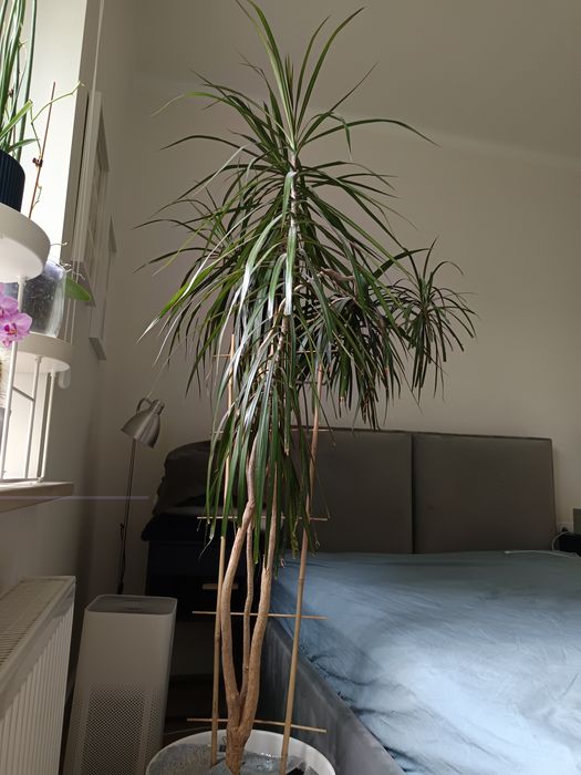 Duża dracena obrzeżona