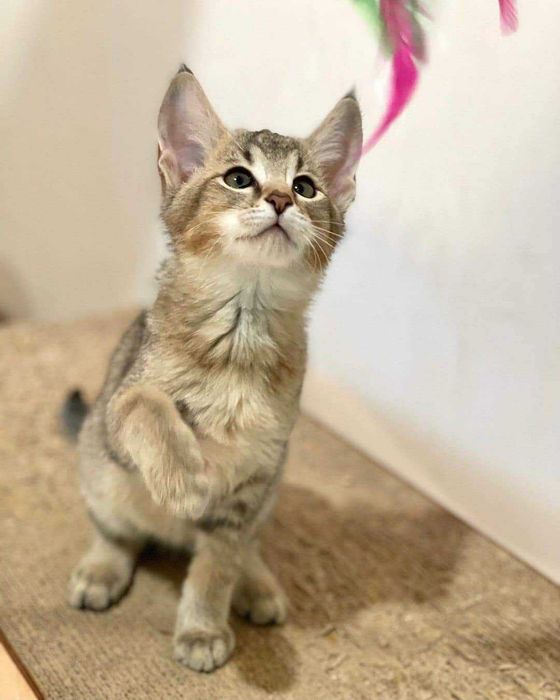 Шикарные мальчики и девочки породы Чаузи! Гибрид камышового кота!