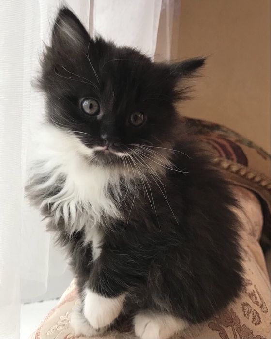 Кошенята в добрі руки