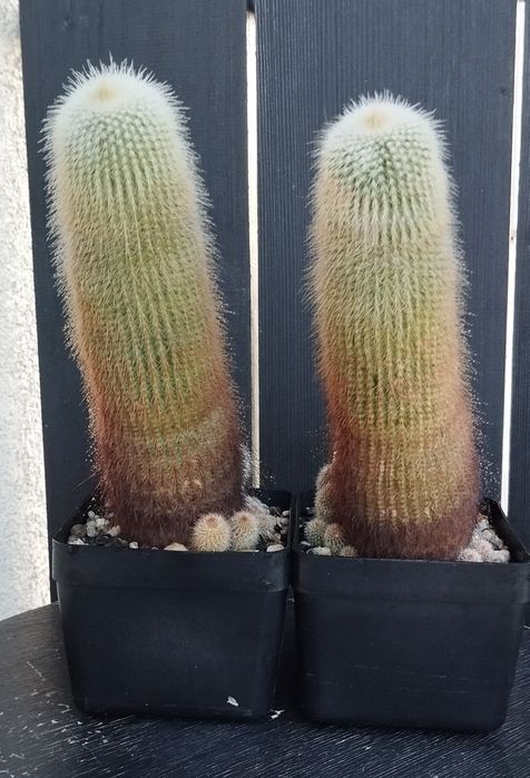 Kaktus eriocactus leninghausii 2 szuki