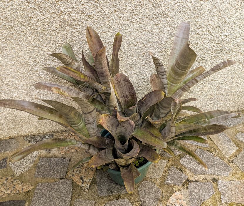 Plantas , catos, suculentas, protea, leucadendro