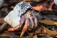 Krab pustelnik Coenobita Purpureus XXL . Cetarius